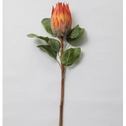 FLEUR DE PROTEA ORANGE