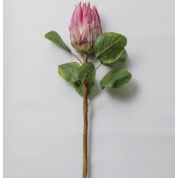 FLEUR DE PROTEA ROSE
