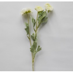 FLEUR DE RENONCULE BLANCHE