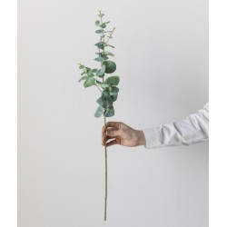 BRANCHE DE MYRTILLE